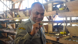 Kementan Dukung Penuh! Burung Puyuh Jadi Andalan Pangan Alternatif Masa Depan?